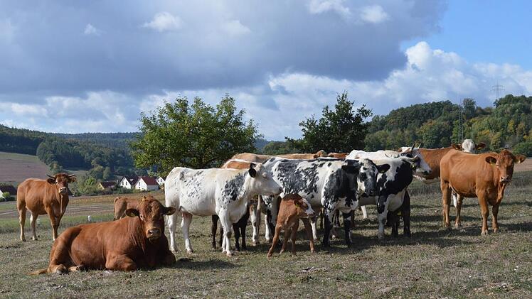 Gruppenbild mit Bulle (vorn links): Die Bio-Rinder-Gro&szlig;familie auf der Weide von Reinhold Bauer in Bad Bocklet.  Foto: s: Isolde Krapf