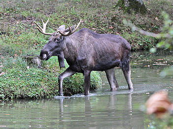 Wildpark Schweinfurt
