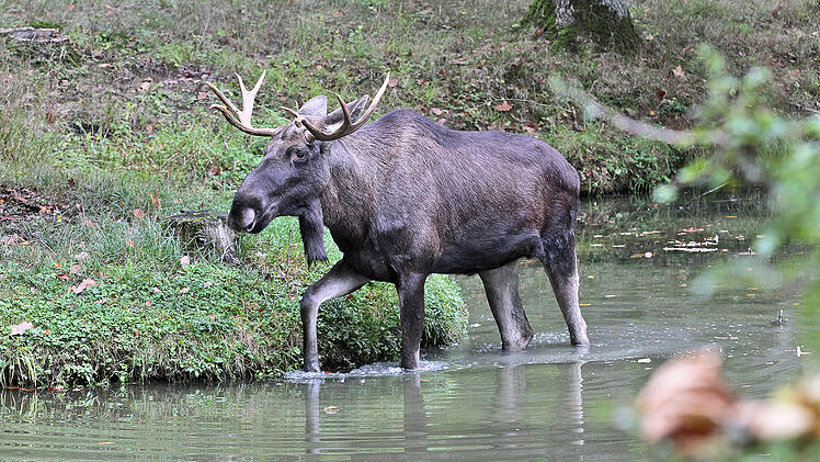 Wildpark Schweinfurt