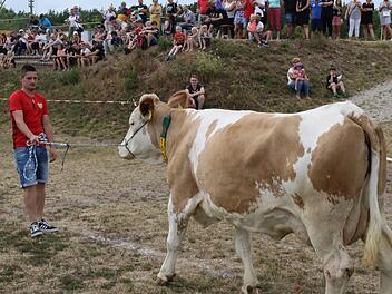 Die Kuh ist auf dem Spielfeld. Wo wohl ein Kuhfladen fallen wird? Alle warteten gespannt (oben).  Foto: Wolfgang Desombre