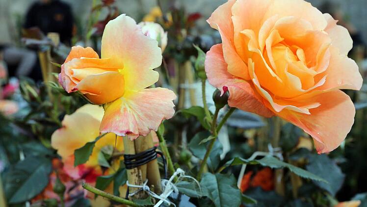Die Rosenmesse auf der Festung Rosenberg öffnet in wenigen Wochen wieder ihre Pforten. Mit einem Gewinnspiel wollen wir die Vorfreude auf das Garten-Event schon einmal anfeuern. Foto: Archiv/Matthias Hoch