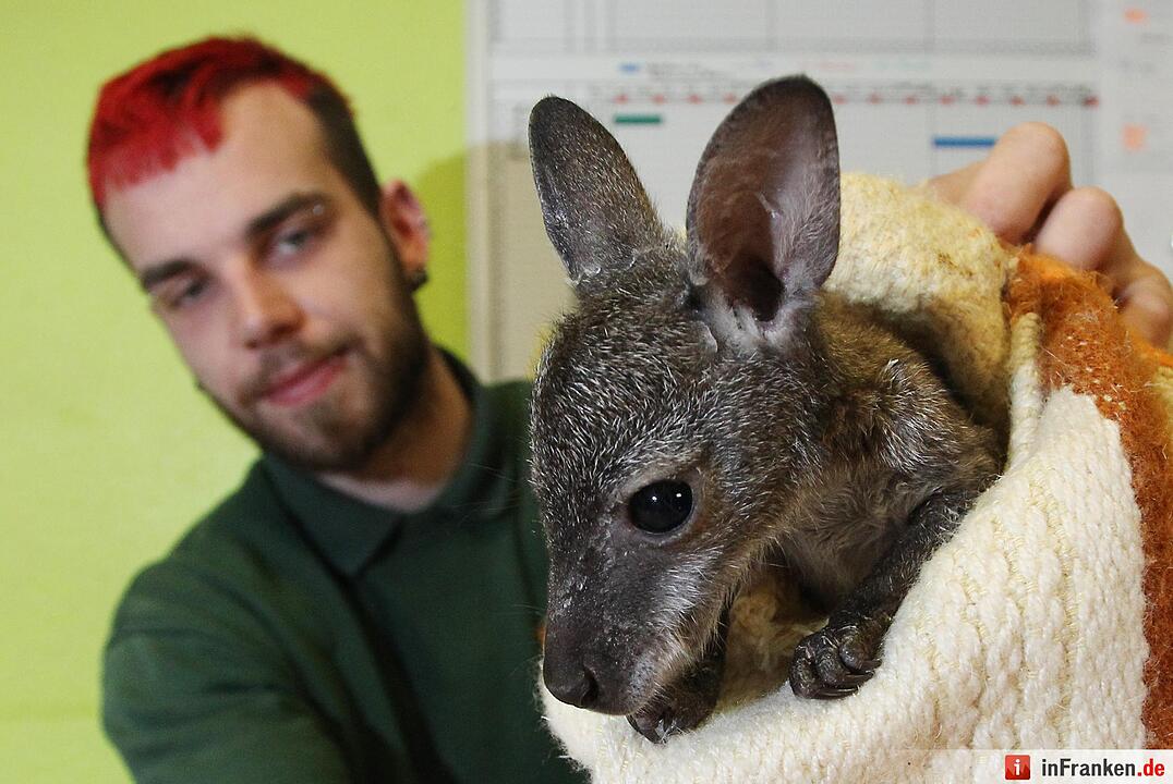 Kängurubaby im Tierpark Köthen