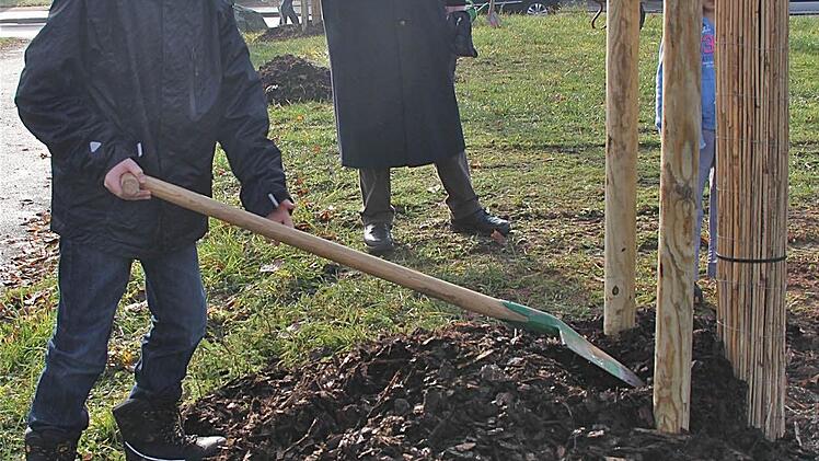 Der elfjährige Mika, Enkel von Altbürgermeister Arnold Zeller (im Hintergrund), legte Hand an den Familienbaum.