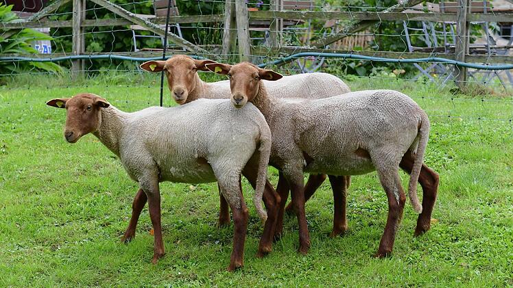 F&uuml;r die drei weiblichen Jungschafe d&uuml;rfen sich die Kinder Namen ausdenken. Foto: Gemeinde Ahorn