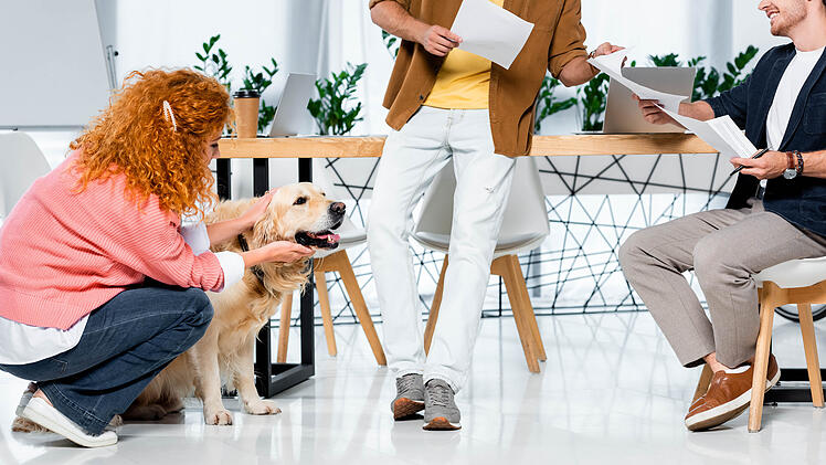 Hund, Büro, Arbeit