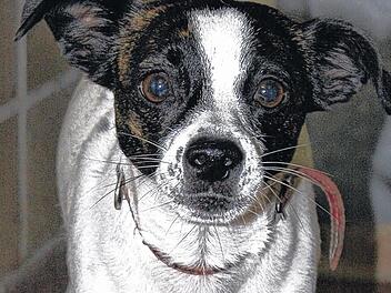 H&uuml;ndin gefunden