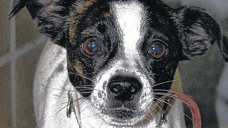 H&uuml;ndin gefunden