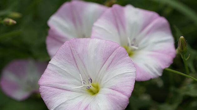 Die Ackerwinde: Wundersch&ouml;n, aber in G&auml;rten nicht sehr beliebt.