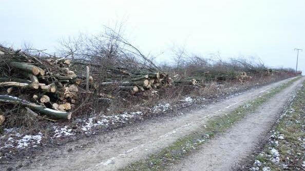 Die Reste der Hecke lagern am Wegesrand. Foto: Bund Naturschutz