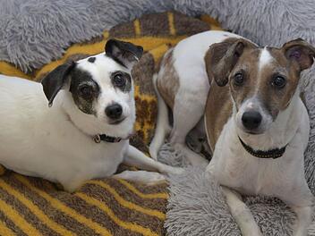 Tierheim Bamberg sucht gemeinsames zuhause für Hunde Bella und Sammy