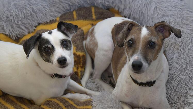 Tierheim Bamberg sucht gemeinsames zuhause für Hunde Bella und Sammy