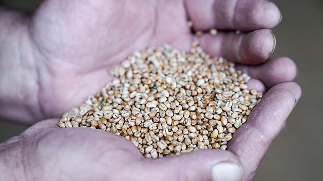 Weizen als hochwertiges Lebensmittel bauen Landwirte aus der Region Kulmbach an. Foto: Adriane Lochner