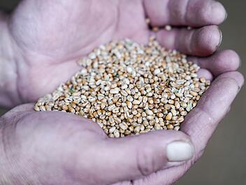 Weizen als hochwertiges Lebensmittel bauen Landwirte aus der Region Kulmbach an. Foto: Adriane Lochner