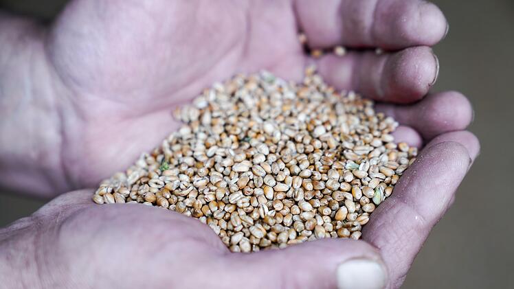 Weizen als hochwertiges Lebensmittel bauen Landwirte aus der Region Kulmbach an. Foto: Adriane Lochner