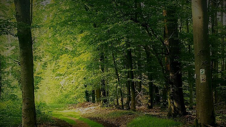 Rücksicht auf die Natur: Die goldene Regel für einen Waldbesuch