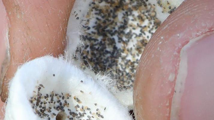 In Zellulose-Kugeln verpackt, werden die Schlupfwespen von der Drohne aufs Feld geworfen.