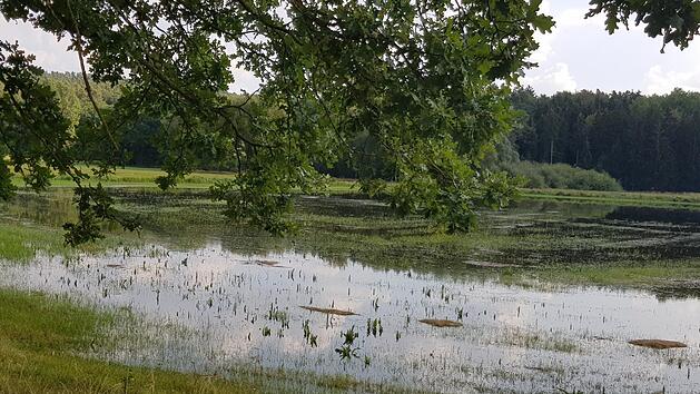 Wässerwiesen bei Pinzberg Foto: Ekkehard Roepert
