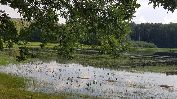 Wässerwiesen bei Pinzberg Foto: Ekkehard Roepert