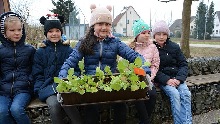 Was die Schulgarten-AG im Klassenzimmer vorgezogen hat, pflanzen (von links) Frieda Ebert, Emilia Mätzold, Irina Seferai, Charlotte Ramming und Anna Heller jetzt draußen in die Beete.