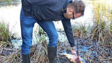 Am Ufer wurde ein Karpfen als Köder befestigt.