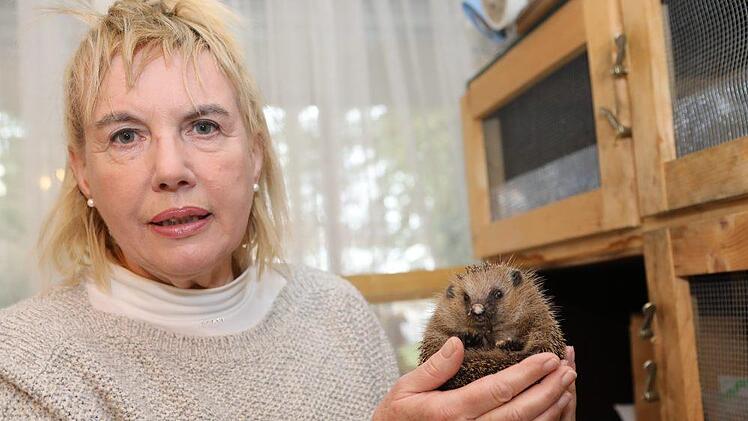 Ein Pflegetier, das bei Marion Hymon-L&ouml;ffler im  Trabelsdorfer Igel-Zimmer logiert. Foto: Barbara Herbst