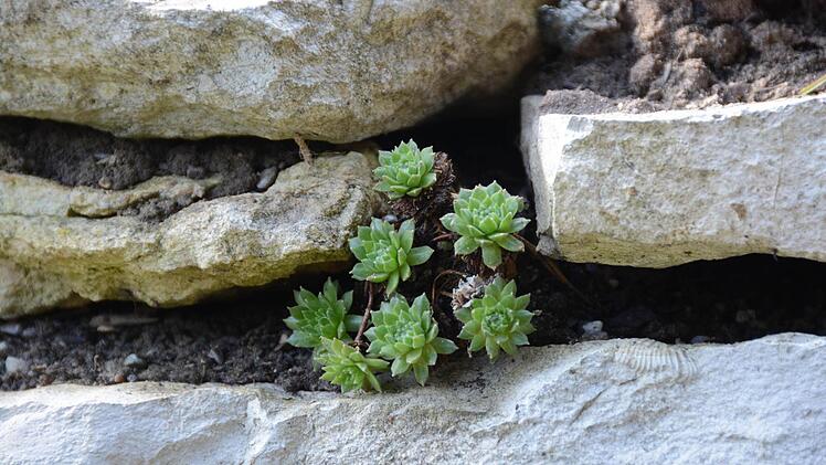 Die Kräuterspirale ist aus Feldsteinen errichtet. Zwischen den Steinen wurden Sand und fruchtbare Erde geschichtet. Hier finden Hauswurze Halt und Nahrung. Foto: Dagmar Besand