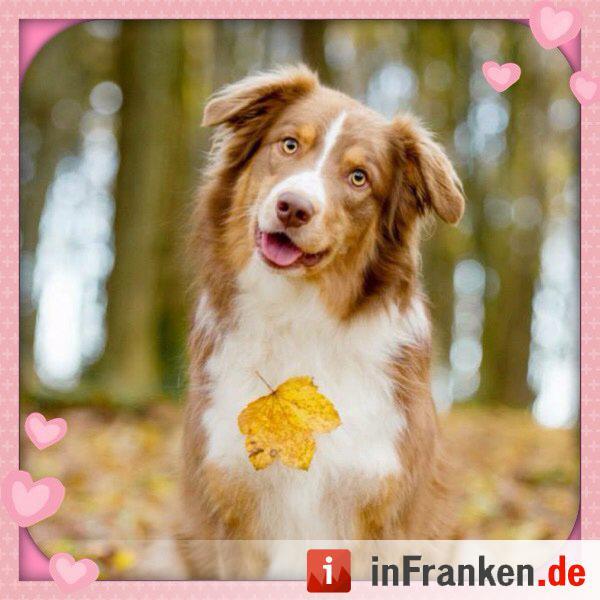 Auf den Hund gekommen: Die schönsten fränkischen Hunde unserer Nutzer