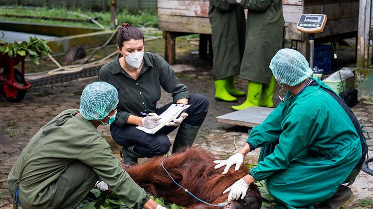 Bevor es f&uuml;r die Tiere in die Freiheit geht, wird ein letzer Check durchgef&uuml;hrt. Tier&auml;rzte und Tier&auml;rztinnen untersuchen die Orang-Utans unter Narkose.