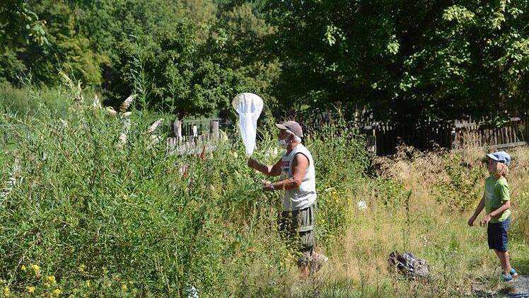 Schmetterlingsexperte Manfred Steinel im Insektenlehrpfad Foto: Elisabeth Assmann