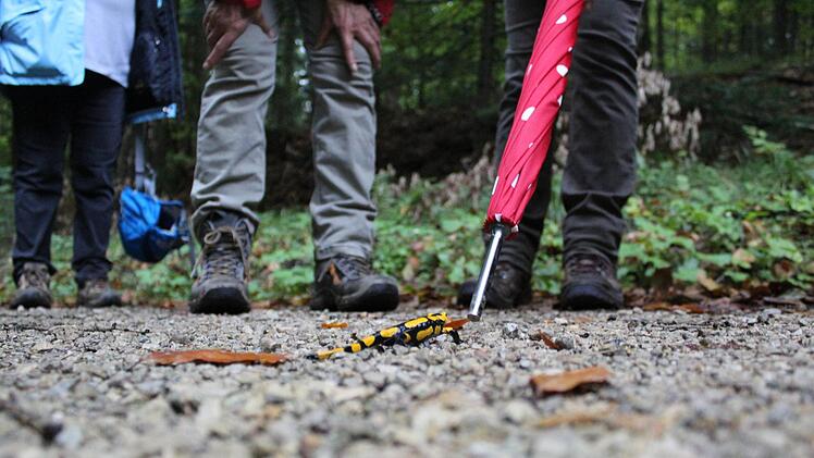 Die Natur konnte sich der Aufmerksamkeit der Wanderer erfreuen. Hier im Falle eines den Weg kreuzenden Feuersalamanders.