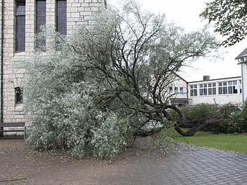 Der umgestürzte Baum neben der Dreieinigkeitskirche Foto: R. Popp