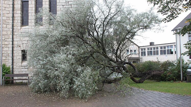 Der umgestürzte Baum neben der Dreieinigkeitskirche Foto: R. Popp