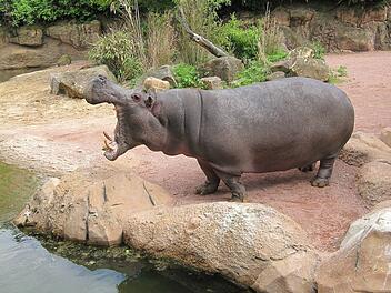 In andere Welten tauchen kann man im Erlebnis-Zoo Hannover. Mit dem Boot fährt man in "Afrika" nicht nur an Flußpferden vorbei.