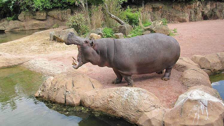 In andere Welten tauchen kann man im Erlebnis-Zoo Hannover. Mit dem Boot fährt man in "Afrika" nicht nur an Flußpferden vorbei.