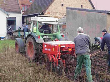 "Viele Händ' machen schnell a End'" gilt auch bei der Süßholzernte. In vier Stunden wurde auf dem 800-Quadratmeter-Feld der Süßholzgesellschaft die edlen Wurzeln eingebracht.  Foto: Stadt Bamberg