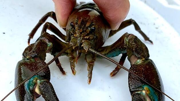 Eine der Eindringlings-Arten: der Signalkrebs