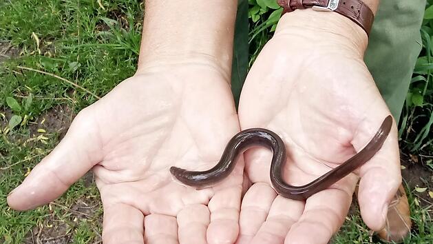 Die 20 cm langen Tiere wurden in der Aisch ausgesetzt, um dort wieder heimisch zu werden.