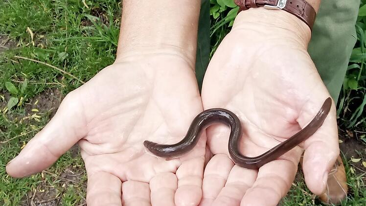 Die 20 cm langen Tiere wurden in der Aisch ausgesetzt, um dort wieder heimisch zu werden.
