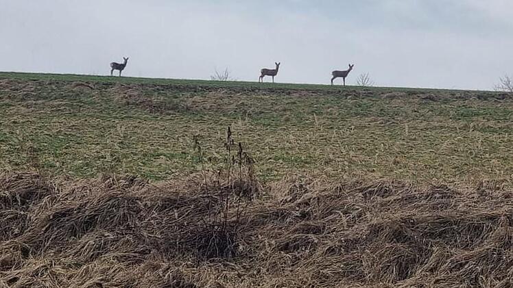 Lichtenfels: Tierschutz-Aktion soll Rehkitze retten