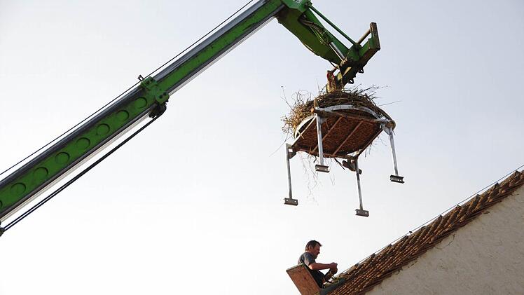 Baptist Winkelmann wartet auf seinem Scheunendach auf das Nest. Foto: Stefan Reinmann