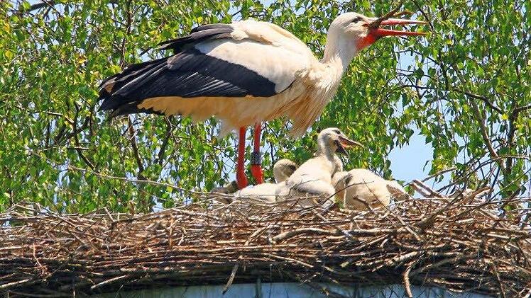 Tatort Scherneck: Und bald schauen nur noch die Füße heraus. Foto: Hans-Peter Schönecker