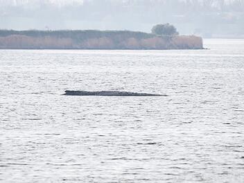 Rettungsaktion f&uuml;r den Buckelwal