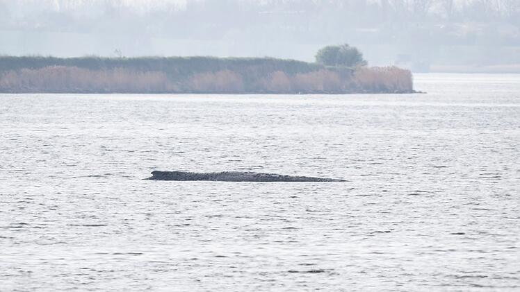 Rettungsaktion f&uuml;r den Buckelwal
