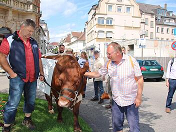 Passanten streicheln Cilly, andere diskutieren mit den Landwirten: Landwirt Alfred Greubel aus Elfershausen führte gestern seine zahmste und demonstrationserfahrenste Kuh schon mal zur Probe durch die Bad Kissinger Innenstadt. Kommenden Freitag wird es ernst. Foto: Ralf Ruppert