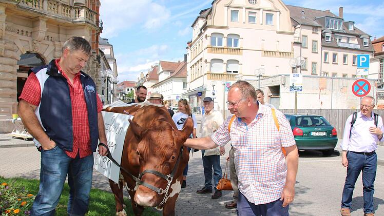 Passanten streicheln Cilly, andere diskutieren mit den Landwirten: Landwirt Alfred Greubel aus Elfershausen führte gestern seine zahmste und demonstrationserfahrenste Kuh schon mal zur Probe durch die Bad Kissinger Innenstadt. Kommenden Freitag wird es ernst. Foto: Ralf Ruppert