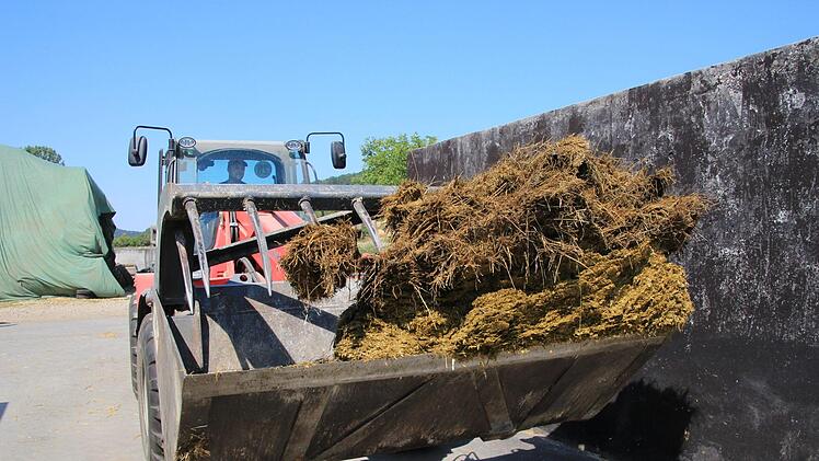 Silage gehört zum Futter der Kühe.
