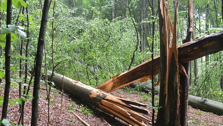 Konsens statt Spaltung strebt der Kreistag Haßberge für den Steigerwald an. Die Sitzung am Montag war ein Anfang.  Ronald Rinklef/Archiv