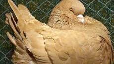 Die Taube "Modena Schietti dominant gelb"