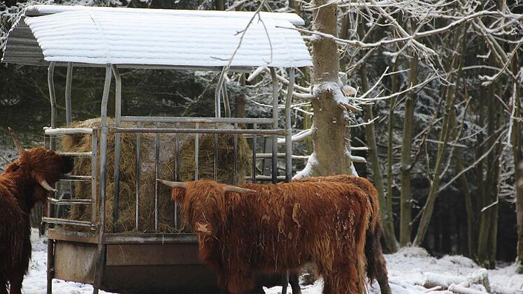 Schottische Hochlandrinder in Kleintettau Foto: Veronika Schadeck