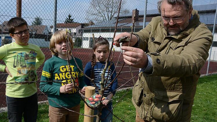 Nach dem Einpflanzen brauchen junge Obstbäume einen Pflanzschnitt: Friedhelm Haun demonstriert im Melkendorfer Schulgarten an einem Apfelbäumchen, wie's gemacht wird. Foto: Dagmar Besand